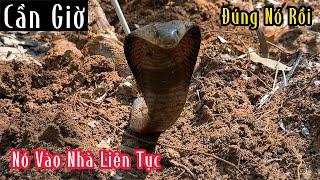 Quá Nguy Hiểm : Đây Hung Thủ Đã Lộ Diện Con Hổ Mang Này Nó Vô Nhà Liên Tục | Mười Thương SB