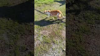 Walk #countrymusic #cat #catlover #edit #godanchannel