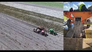 Caladium bulb harvest at Classic Caladiums