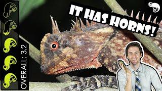 Mountain Horned Dragon, The Best Pet Lizard?