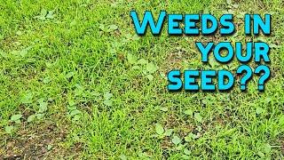 How to KILL WEEDS in a NEWLY SEEDED LAWN