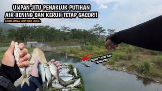 UMPAN INSTAN KESUKAAN IKAN PUTIHAN!! Mancing wader teknik kumbul di spot air bening dan keruh bersih