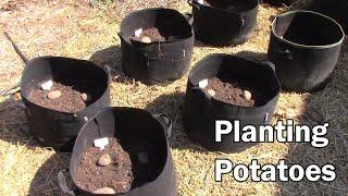 My Soil Recipe For Growing Potatoes In Grow Bags and Planting Potatoes