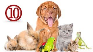 Furry Friends Forever: Top 10 Most Amazing Animal Companions | Best Pets in world#top10 #facts