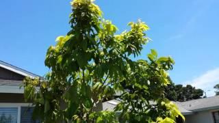 Growing sweetheart lychee in Southern California