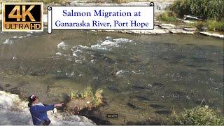 Salmon Run at Ganaraska River Port Hope - 4K