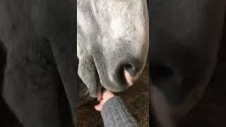 Horse Hapiness Licking & Liquorice