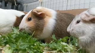 Guinea Pig Veggie Feast