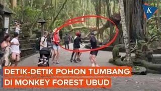 Detik-detik Pohon Tumbang di Monkey Forest Bali, 2 Turis Tewas!