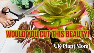 HOW TO PRUNE YOUR AEONIUMS?