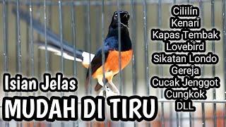 MASTERAN MURAI BATU FULL ISIAN TEMBAKAN CILILIN KENARI KAPAS TEMBAK LOVEBIRD CUNGKOK GEREJA DLL