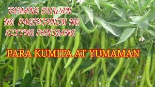 KAILAN ANG TAMANG PANAHON NG PAGTATANIM NG SILING PANIGANG UPANG KUMITA AT YUMAMAN