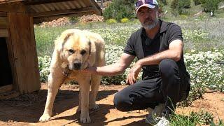 KURDUN BELİNİ TEK ISIRIKLA KIRAN EFSANE KÖPEK GÜRÜN ! @MEGAKANGAL KURT BOĞAN KANGAL ÇOBAN KÖPEKLERİ