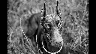 Der Dobermann vom Welpen bis zum ausgewachsenem Hund   Doku deutsch