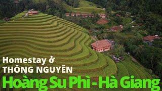 Homestay Giữa RUỘNG BẬC THANG ở Nậm Hồng - THÔNG NGUYÊN - Hoàng Su Phì - Hà Giang | Mùa Vàng Tây Bắc