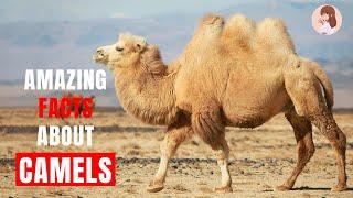 Amazing Facts About Camels   