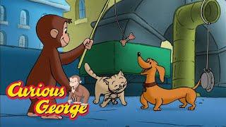 George's Animal Band  Curious George  Kids Cartoon  Kids Movies