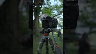 Sony A9-MK3 Pre Capture 120 Frame Per Second.   HD 1080p #birds #nature #photography #Sony A9III