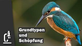 Grundtypen und Schöpfung | Dr. Reinhard Junker