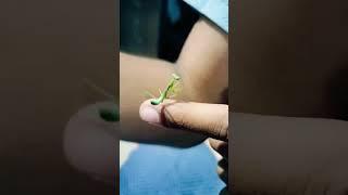 #nature #insect #life #mentis #shorts #