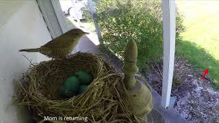 House Wren attacks Robin's nest (begins at 0:45)