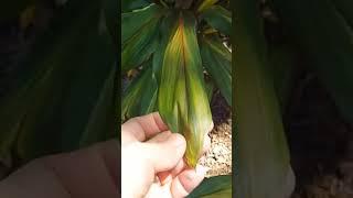 Cordyline Harlequin #cordyline #cordy #plants #tropical