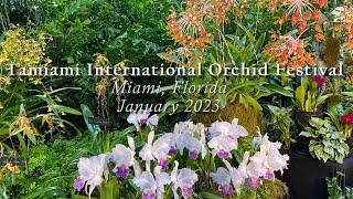 Tamiami International Orchid Festival, Florida Jan 2023