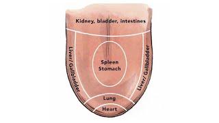 TONGUE DIAGNOSIS: Shape and Surface