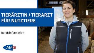 Tierärztin / Tierarzt für Nutztiere: Berufswege in der Veterinärmedizin