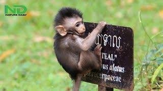 Timo is really onto something risky, Why baby climb the sign pole oh no