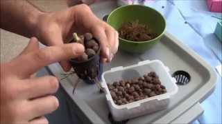 How To Plant Bareroot Strawberries For Hydroponics