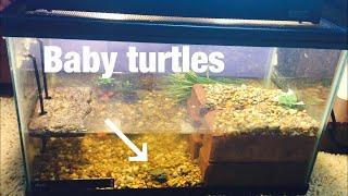 NEW BABY TURTLE TANK!