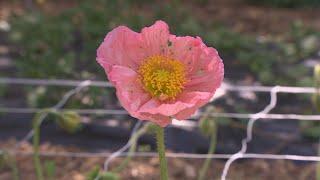 Cut flower industry starting to blossom in Saskatchewan