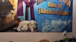 Church of God Lion Of Judah In Christ. is live!