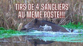 Battue aux sangliers de FOLIE!!!Tirs de 4 sangliers au même poste/Amazing Wild Boar Hunting