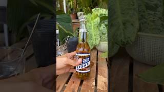 AMAZING USE OF BEER FOR PLANTS #plant #fertilizer #beer #rootinghormone
