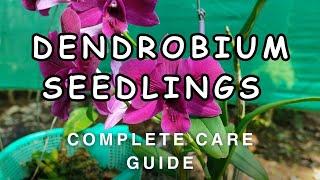 How to grow dendrobium seedlings #orchid #orchidcare #dendrobium