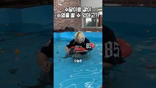 국내 유일 수달이랑 같이 수영을 할 수 있는곳?!