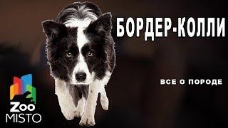 Бордер-колли - Все о породе собаки | Собака породы бордер-колли