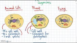 Animal, Plant & Fungus Cells