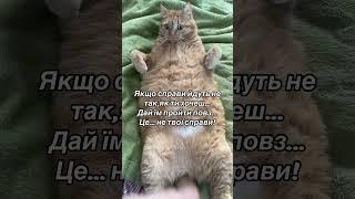 КІТ ЧІПС ТА ПОРАДА #cat #приколы #кот #котик #юмор #котики #catlover #funnycats #funny