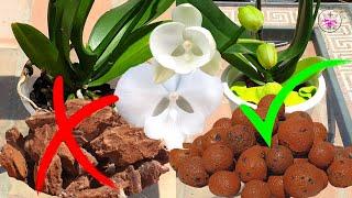 ️BLITZ️ Tutorial Transitioning Phalaenopsis Orchid from ORGANIC to INORGANIC media #ninjaorchids