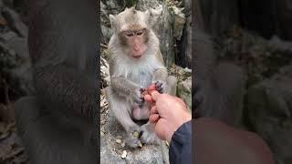 FUNNY MONKEY Video  Try not to Laugh