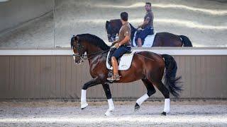 Horse for Sale |  Grand Prix Lusitano Breeding Stallion - son of Rubi AR (REF#390)