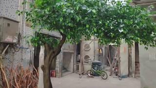 Artificial ficus tree,fake banyan tree made by HAC manufacturer
