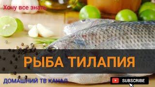 Рыба тилапия! Как её выращивают сегодня! # FullHD 1080p