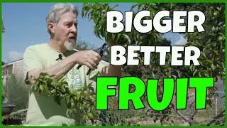 How to Thin Fruit Trees (And Why)