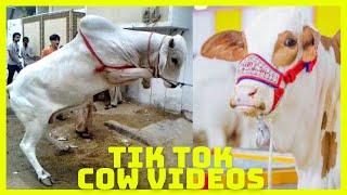 Tik Tok Eid Ul Adha Special | Cow Tik Tok | Cow Videos | Qurbani | Qurbani Ke Janwar | Bakra Eid