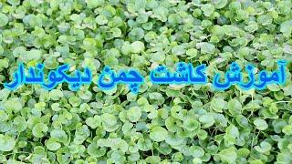 Grow Dichondra From Seeds - آموزش کاشت دیکوندرا