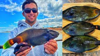 Is This The Best Eating Fish!?! Leatherjacket CATCH & COOK | EP 17